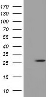 OTUB2 Antibody