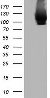 MICAL1 Antibody