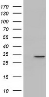 PBLD Antibody