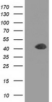 DCX Antibody