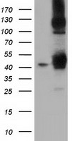 DNAJA2 Antibody
