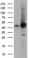 DNAJA2 Antibody