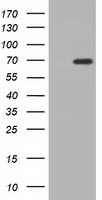 Adenylate kinase 5 Antibody
