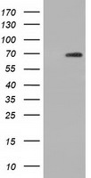 Adenylate kinase 5 Antibody