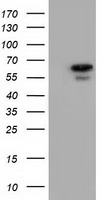 Adenylate kinase 5 Antibody