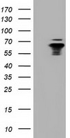 NUMB Antibody