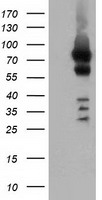 Breast cancer suppressor candidate 1 Antibody