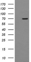 NUMB Antibody