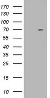 RNF86 Antibody