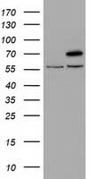 RNF86 Antibody