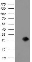 LIN7B Antibody