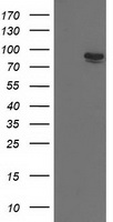 RNF86 Antibody