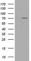 RNF86 Antibody