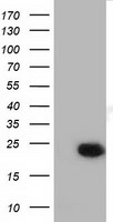 LIN7 Antibody