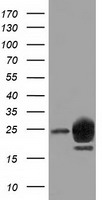 LIN7 Antibody