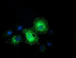 EFNA2 Antibody