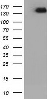 L1CAM Antibody