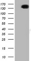 L1CAM Antibody