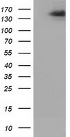 L1CAM Antibody