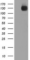 L1CAM Antibody