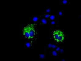COX6A1 Antibody