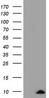 COX6A1 Antibody