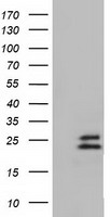 Ephrin A2 Antibody