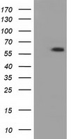 PANK2 Antibody