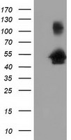 GORASP1 Antibody