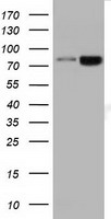 DGKB Antibody