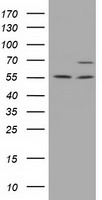 MPP3 Antibody