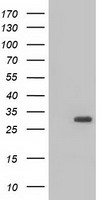 BDH2 Antibody