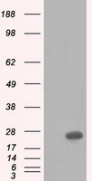 BDH2 Antibody