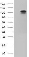 USP5 Antibody