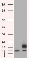 PFN1 Antibody