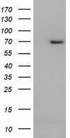 BMAL1 Antibody