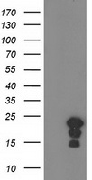 HSPB8 Antibody
