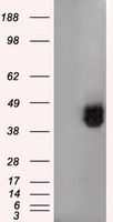 CD147 Antibody
