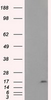 NME4 Antibody
