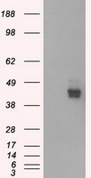 CD147 Antibody