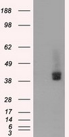 CD147 Antibody