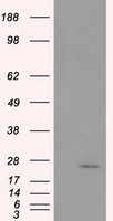 NME4 Antibody