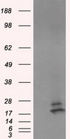 NME4 Antibody