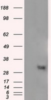 NIT2 Antibody