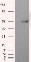 Natriuretic Peptide Receptor C Antibody