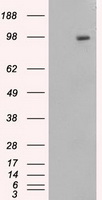 Amyloid Precursor Protein Antibody