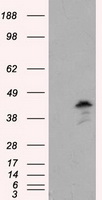 MCL1 Antibody
