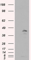 MCL1 Antibody