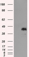 MCL1 Antibody