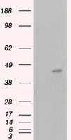 MCL1 Antibody